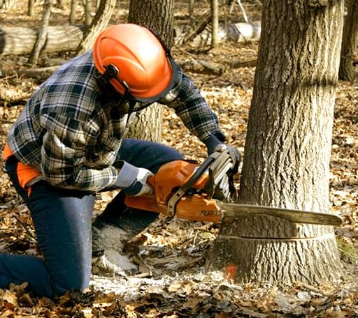 Tree Removal in Mount Pleasant, TX